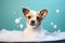 Dog Doggie Spa Day with Bubble Baths, dog care routine, luxury dog life