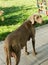 Dog doggy breed weimaraner pet eyes