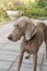 Dog doggy breed weimaraner pets animals