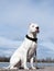 Dog Dogo Argentino - portrait against the blue sky. Argentinian Mastiff. A beautiful white dog. Close-up. Copy space