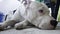 Dog Dogo Argentino resting. Argentinian Mastiff. Beautiful white dog closeup portrait