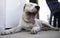 Dog Dogo Argentino yawns. Argentinian Mastiff