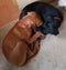 Dog dogs friends labradors visla tired sleep sleepy pet