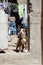 Dog in doorway in Mexican village