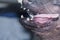 Dog with  double fangs. Eruption of permanent teeth. Close up