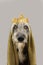 Dog dressed as a king celebrating carnival, new year`eve and halloween wearing a gold crown. Isolated on gray background