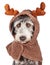 Dog Dressed as Reindeer With Snow