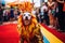 a dog dressed in colorful costume in the carnival brazilian