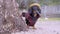 Dog, dressed in a red poncho and sombrero with gun holster, stands behind a tree