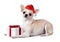 Dog dressed santa hat with gift box, Christmas concept