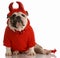 Dog dressed up as a devil