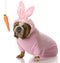 Dog dressed up as easter bunny