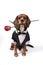 Dog Dressed up in Tuxedo Holding Rose