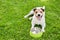 Dog drinking water from doggy bowl cooling down at hot summer day