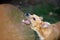 dog drinking water , falling waterdrops, refreshing .thirsty dog in summer