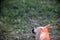 dog drinking water , falling waterdrops, refreshing .thirsty dog in summer