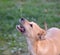 dog drinking water , falling waterdrops, refreshing .thirsty dog in summer