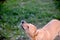 dog drinking water , falling waterdrops, refreshing .thirsty dog in summer