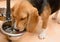 Dog drinking water from a metal bowl at home