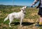 Dog drinking water from plastic bottle. Pet owner takes care of his swiss shepherd