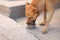 Dog drinking water on street. Heat stroke prevention