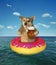 Dog drinks beer on inflatable donut