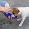 The dog drinks from a portable pet water bottle while walking with the owner