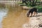 The dog drinks water from the lake