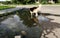 Dog drinks water from a puddle