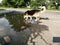 Dog drinks water from a puddle