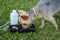 Dog drinks water on a walk from a portable drinking bowl on green grass