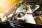 Dog drivers license driving a car