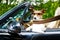 Dog drivers license driving a car