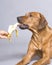 Dog eating banana