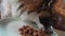 Dog eating food from plate on table like human person. Brown and white dog eating canine food on dining table in