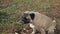 Dog eating grasses on green meadow. pug funny chewing grass close up.