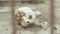 The dog is eating a human skull