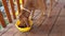 Dog eating out of his bowl, dog eats granules, Hungarian Pointer