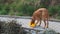 Dog eating out of his bowl, dog eats granules, Hungarian Pointer