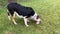 Dog eating piece of raw meat while standing on a green lawn