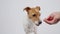 Dog eating treat from owner hand . PEt care