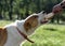 a dog eats bread from the owner hands