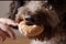 A dog eats a donut that a person gives