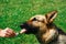 The dog eats ice cream. German shepherd dog licks popsicle on stick on green grass background. Close-up