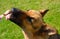 The dog eats ice cream. German shepherd dog licks popsicle on stick on green grass background. Close-up