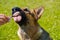 The dog eats ice cream. German shepherd dog licks popsicle on stick on green grass background. Close-up