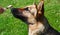 The dog eats ice cream. German shepherd dog licks popsicle on stick on green grass background. Close-up