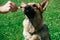 The dog eats ice cream. German shepherd dog licks popsicle on stick on green grass background. Close-up