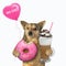 Dog eats pink donut with cappuccino