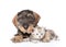 Dog embracing tiny kitten. on white background